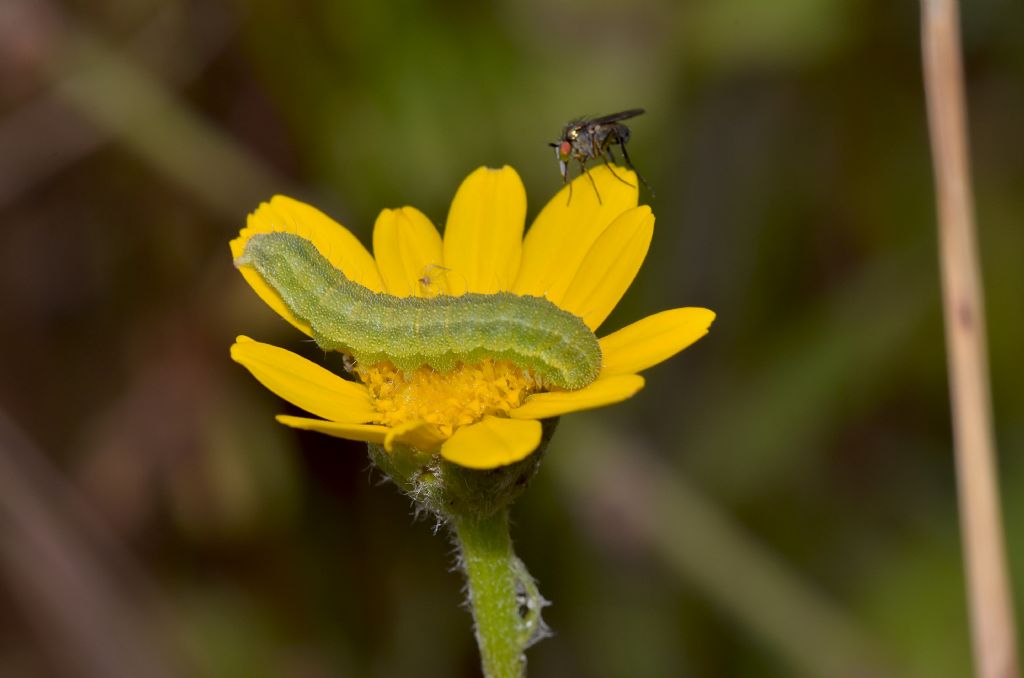 Bruco di lepidottero da ID - Noctuidae Heliothinae